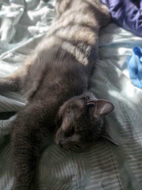 Sleeping cat, sunbathing, cute, kitten, aesthetic, adorable, grey tortoiseshell Tortoiseshell Cat Aesthetic, Grey Tortoiseshell Cat, Tortoiseshell Kitten, Cat Sunbathing, Kitten Aesthetic, Tortie Cat, Tortoiseshell Cat, Cat Cuddle, Tortoise Shell Cat