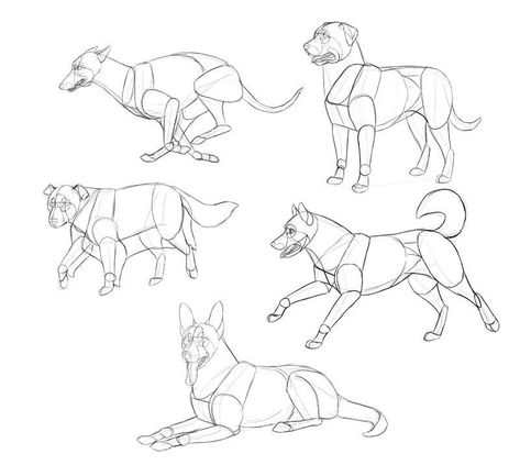 Draw Dogs, Dog Anatomy, Easy Drawing Steps, Animal Anatomy, Dog Sketch, 강아지 그림, Anatomy Sketches, Animal Study, Canine Art