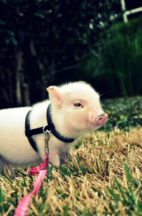 mini pig Miniature Pot Belly Pigs, Tea Cup Pigs, Pig Names, Piggy Pictures, Potbelly Pigs, Pot Belly Pig, Unusual Pets, Tiny Pigs, Micro Pigs