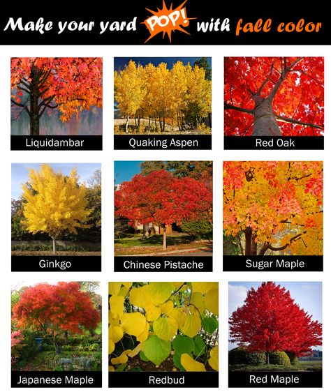 Colorful Trees Landscapes, Autumn Landscaping Front Yard, Fall Color Landscaping, Trees That Change Color In The Fall, Best Trees For Fall Foliage, Trees That Turn Red In Fall, Trees To Plant In The Fall, Landscaping Trees Near House, Fall Landscaping Front Yard