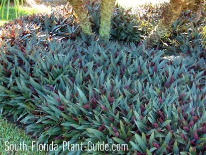 dwarf oyster plant under a triple pygmy date palm: plant under large tree. Pretty Purple leaves with green Pygmy Date Palm, Oyster Plant, Ideas Jardin, Shade Landscaping, Florida Landscape, Florida Garden, Florida Landscaping, Florida Plants, Tropical Backyard