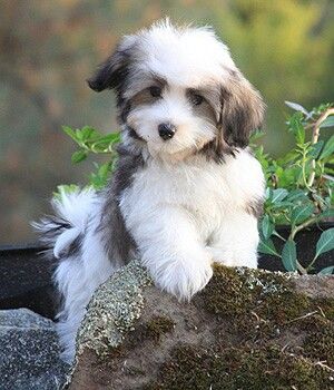 Havanese Hypo Allergenic Dogs, Hypoallergenic Dogs Small, Hypoallergenic Puppies, Biewer Yorkie, Hypoallergenic Dog Breed, Bichon Havanais, Beautiful Pets, Dogs Photos, Havanese Puppies