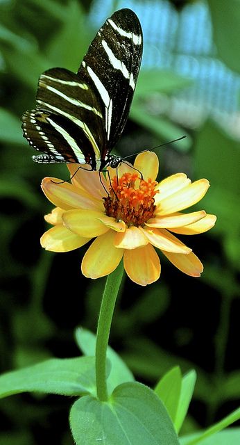 Beautiful Butterfly Images, Photo Butterfly, Zebra Butterfly, Butterfly Image, Rainbow Butterflies, Beautiful Butterfly Photography, Butterfly Quotes, Flying Flowers, Butterfly House