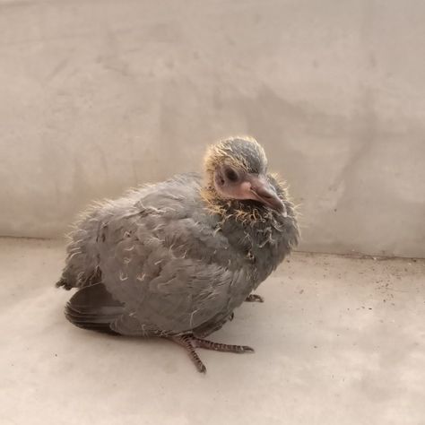 Photography of birds Pigeon Photo, Baby Pigeon, Pigeon, Farm Animals, Animals Wild, Baby Animals, Flight, Birds, Animals