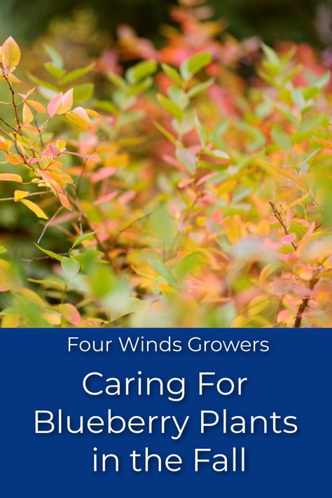 fall blueberry plants changing colors from green to red Blueberry Plants Gardening, Blueberry Bush Care, Pruning Blueberry Bushes, Hardy Shrubs, Growing Berries, Planting Fruit, Blueberry Gardening, Blueberry Bush, Raspberry Plants