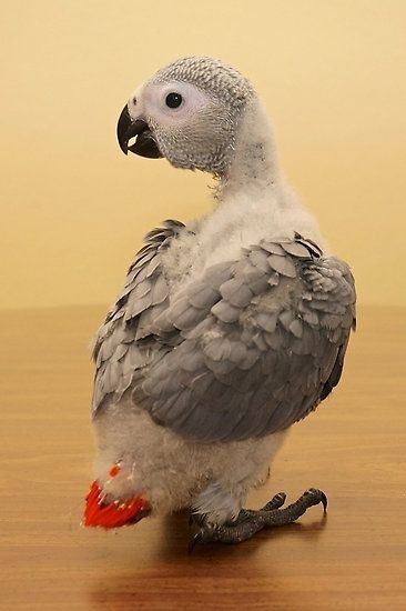 African Grey Parrot Funny, Congo African Grey, Senegal Parrot, Bird Breeds, Birds For Sale, Parrot Pet, Grey Parrot, Funny Parrots, African Grey Parrot