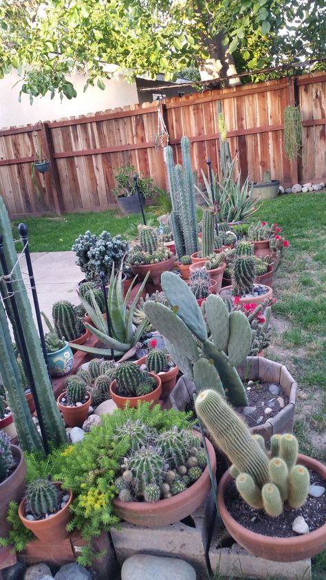 Potted Cactus Garden, Cactus Flower Bed, Cactus Bed, Cactus Gardens, Arizona Decor, Potted Cactus, Porch Sitting, Dream Patio, Flower Bed Ideas