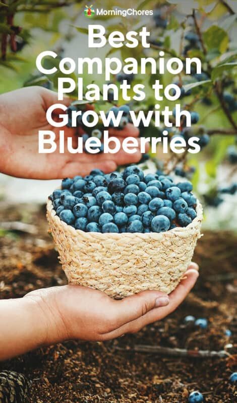 Blueberry Companion Plants, Teddy Bear Bouquet, Blueberry Gardening, Bear Bouquet, Best Companion Plants, Blueberry Lavender, Rose Teddy Bear, Highbush Blueberry, Growing Blueberries