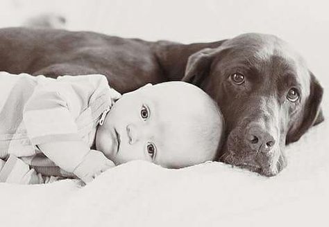 Baby And Dog Photoshoot, Dog Photo Shoot, Newborn And Dog, Baby Photography Ideas, Foto Newborn, Newborn Family Photos, Dog Photoshoot, Baby Shoot, Newborn Baby Photos