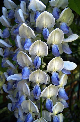 beautiful blue wisteria...Have never seen blue wisteria..this is beautiful..sure would like to have one...... Blue Wisteria Aesthetic, Seaweed Fertilizer, Wisteria Blue, Blue Wisteria, Wisteria Flower, Wisteria Flowers, Wallpaper Paint, White Wisteria, Wallpaper Ipad