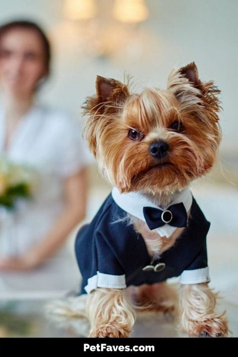 Photo For Wedding, Marco Island Wedding, Dog Wedding Outfits, Wedding Jitters, Dog Wedding Attire, Cute Dog Clothes, Man And Wife, Wedding Pets, Kitten Love