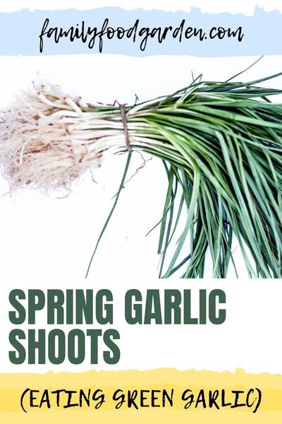 Love planting garlic in your garden? Thank Your Body knows that if you don’t want to wait before the garlic is ready for harvesting in the Fall try Spring garlic shoots. No need to wait to get some fresh garlic for your food. Our guide will take you every step of the way to get green garlic and garlic scapes and set aside the rest to become full garlic bulbs. So you can stretch out having garlic for a longer period of time. Download our guide here… #springgarlicshoots #greengarlic #g Garlic Shoots, Spring Garlic, Eating Green, Garlic Bulbs, Garden Prepping, Planting Garlic, Seasonal Eating, Garlic Scapes, Green Garlic