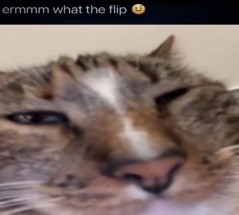 Can b reposted || cat meme memes silly cat ermmm what the flip reaction pic reaction pics reaction images Please Stop Reaction Pic, Lets Go Reaction Pic, Disgusted Cat Reaction Pic, Nuh Uh Reaction Pic Cat, Yummy Reaction Pic, Ermmm What The Flip Cat, Deadpan Reaction Pic, Cat Thumbs Up Reaction Pic, Go To Bed Reaction Pic