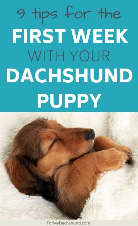 9 Tips for the First Week with Your Dachshund Puppy Dachshund Training Tips, Dapple Miniature Dachshund, Long Haired Dachshund Puppies, Dachshund Aesthetic, Dachshund Tips, Adoption Tips, Dachshund Puppy Training, Daschund Puppies, Dachshund Stuff