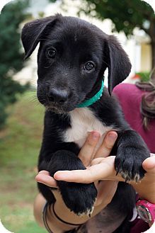 Labrador Border Collie Mix Dogs, Border Collie Mix Dogs, Collie Mix Dogs, Border Collie Mix, Collie Mix, Labrador Retriever Mix, Border Collie, Pet Adoption, Labrador Retriever