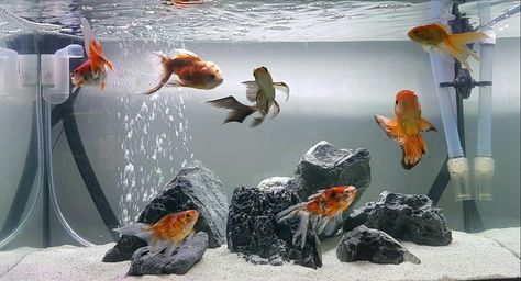 My goldfish wonderland Aquaponics Garden, Cool Fish Tank Decorations, Desktop Aquarium, Goldfish Aquarium, Fish Aquarium Decorations, Fish Tank Themes, Tank Wallpaper, Goldfish Tank, Fish Tank Terrarium