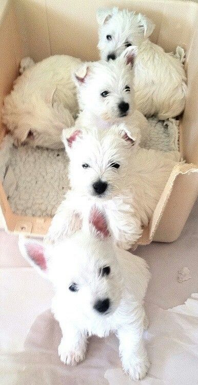 Westie puppies Westie Puppies, Westie Dogs, White Terrier, West Highland Terrier, West Highland White Terrier, White Dogs, 귀여운 동물, Animals Friends, I Love Dogs