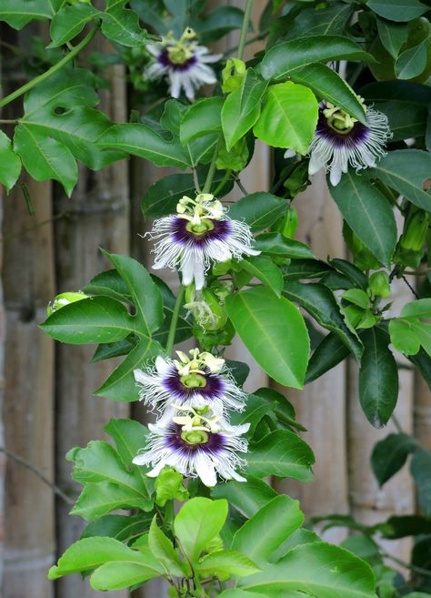 Passiflora edulis, vigorous, delicious fruit. Small Garden Trellis, Passionfruit Vine, Passion Fruit Plant, Small Trellis, Trellis Plants, Passion Flower, Flowering Vines, Garden Trellis, Climbing Plants