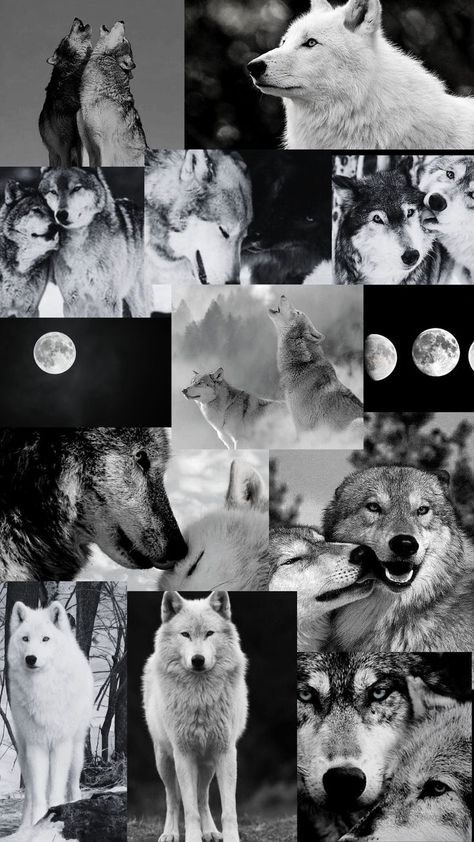 Wolf Collage Wallpaper, Wolfs Aesthetic, White Wolf Aesthetic, White Wolf Wallpaper, Wolves Wallpaper Backgrounds, Wolf Collage, Wolves Wallpaper, Wallpaper Wolf, Werewolf Aesthetic