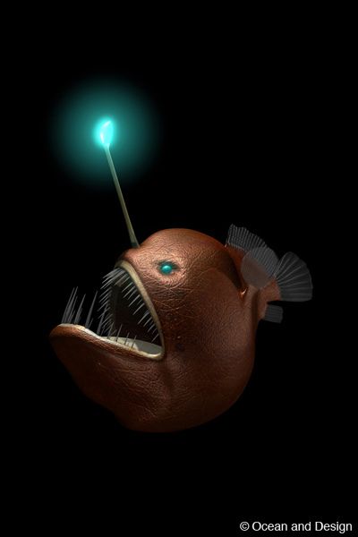 Humpback Anglerfish Humpback Anglerfish, Marine Life Photography, Deep Sea Life, Water Creatures, Deep Sea Creatures, Angler Fish, Underwater Creatures, Deep Sea Fishing, Deep Blue Sea