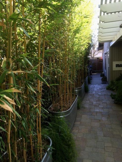 57 Bamboo Fence Ideas for Small Houses - Matchness.com Bamboo Privacy Hedge, Privacy Landscaping Backyard, Bamboo Landscape, Yard Privacy, Bamboo Privacy, Bamboo Trees, Backyard Ideas For Small Yards, Privacy Hedge, Screen Plants