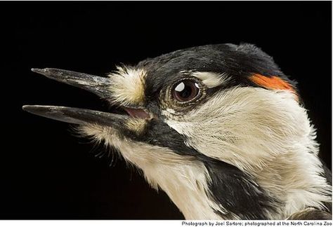 Never Say Goodbye: Red-Cockaded Woodpecker | ScienceBlogs Joel Sartore, Never Say Goodbye, Woodpeckers, Tilda Swinton, Endangered Animals, Bird Pictures, Bird Species, Birdy, National Geographic