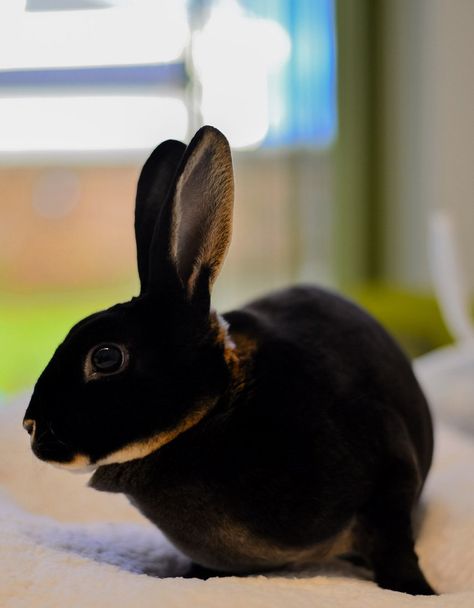 Black Otter Rex Rabbit, California Rabbit, Rabbit Shed, Mini Rex Rabbit, New Zealand Rabbits, Rare Rabbit, Bird Breeds, Raising Rabbits, Rabbit Breeds