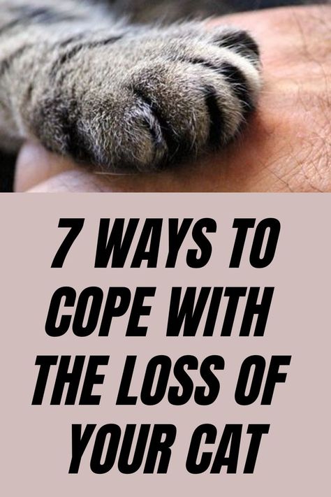 Pet Loss Rip Cat Memories, Rip Pet Quotes Cat, Cat Memory Ideas, Rip Cat, Loss Of A Cat, Pet Loss Cat, Cat Health Remedies, Loss Of Cat, Cat Health Problems