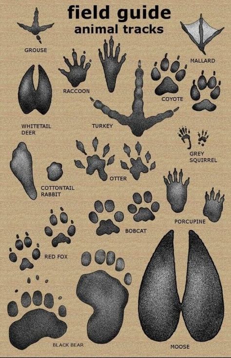 PhoebeMoon Quilt Block Tutorial ⋆ Bigfoot Bear Claw Quilt Block Supraviețuire Camping, Rasy Koni, Survival Skills Life Hacks, Survival Quotes, Animal Tracks, Survival Life Hacks, Survival Techniques, Animale Rare, Survival Life