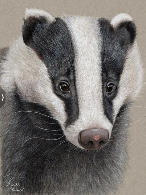 Badger Drawing, Badger Images, Badger Tattoo, Badger Illustration, British Wildlife, Pencil Art Drawings, Wood Carving Art, Nature Tattoos, Art Club