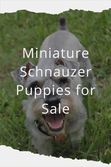 Mini Schnauzer Puppies For Sale Near Me, Mini Snauzer, Mini Schnauzer Grooming Haircuts, Miniature Schnauzer Haircut, Mini Schnoodle, Black Mini Schnauzer, Teacup Schnauzer, Miniature Schnauzer Black, Schnauzer Cut