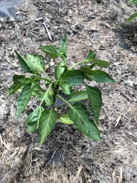 Why Are My Pepper Plants So Small? (Top 5 Reasons) Zone 6b Gardening, Growing Peppers, Let Them Be, Natural Fertilizer, Pepper Plants, New Roots, Replant, How To Grow Taller, Plant Roots