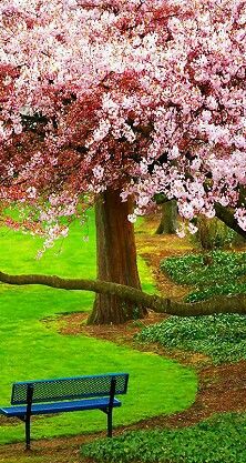 <3 Bremerton Washington, Spring Afternoon, Blue Bench, Tree Beautiful, Blossom Season, Pink Dogwood, Flowering Tree, Pink Tree, Nature Hd