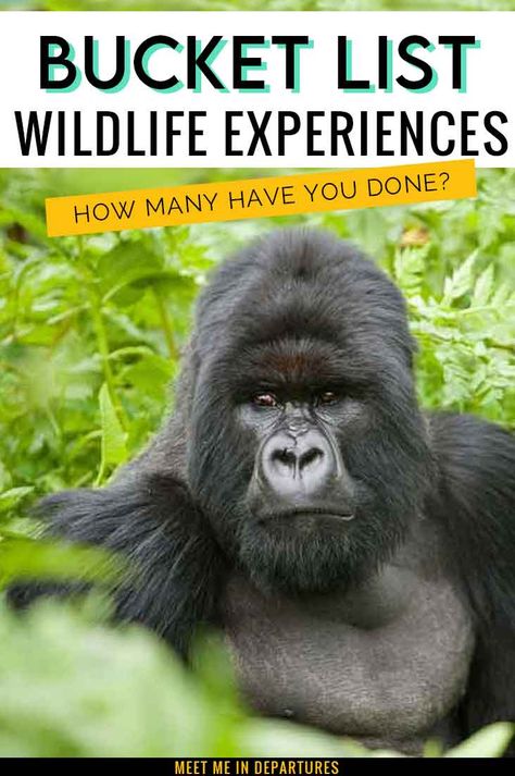 How many of these wildlife destinations have you been to? Check out this list of bucket-list-worthy animal experiences. You won't be able to resist adding these destinations to your wildlife bucket list. Wildlife Travel | Wildlife Tourism | Ethical Animal Experiences | Best Animal Experiences | Wildlife Bucket List | Worlds Best Wildlife | Animal Encounters | Galapagos | Amazon Rainforest | Big 5 Safari | Great Barrier Reef #wildlifetravel #naturetravel #wildlifetourism #naturelovers Beautiful Places In Usa, Animal Encounters, Komodo Island, Bull Shark, Animal Experiences, Wildlife Travel, Adventure Bucket List, Big 5, Unique Hotels