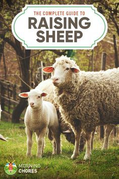 Backyard Pigs, Raising Lambs, Goat Farming Ideas, Sheep Stable, Raising Sheep, Farming Ideas, Raising Farm Animals, Raising Bees, Goat Care