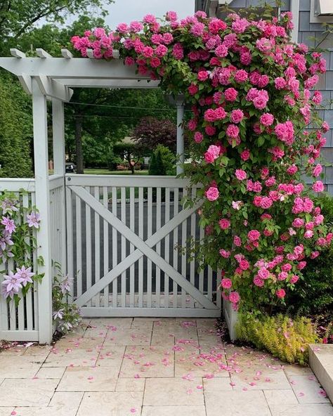 Mierop Design on Instagram: "Yesterday was good but today was better! More exploding ‘Zepherine Drouhin’ climbing roses against a white picket arbor and fencing. A perennial favorite that immediately conjures The Cape, Vineyard and Nantucket. #Mierop design #landscapedesign #landscapedesigner #climbingroses #whitepicketfence #arbor #zepherinedrouhin #summerflowers #summervibes #luxurygarden #luxurygardens #luxurylifestyle #dreamgarden #roses" Laguna Climbing Rose, Yellow Climbing Rose, Climbing Roses Trellis, White Climbing Roses, Blogger Office, Red Climbing Roses, Green Patio, Garden Gates And Fencing, Standard Roses