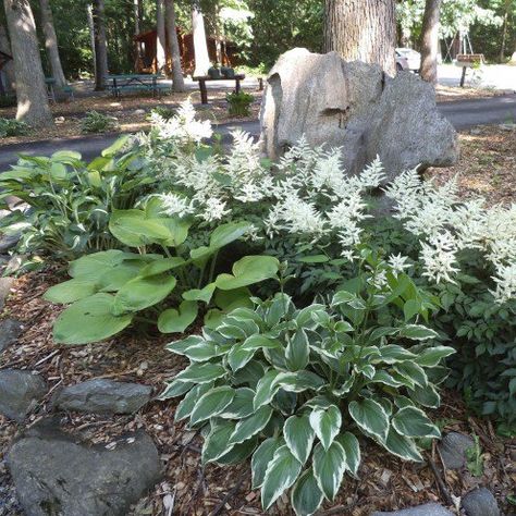 Shade Landscaping, Shade Garden Design, Shade Garden Plants, Hosta Gardens, Gardening Design, Best Plants, Shade Perennials, Moon Garden, Urban Gardening