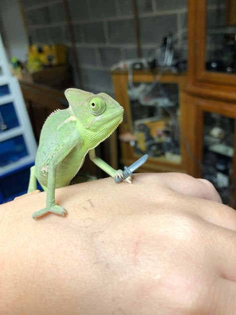 This Chameleon Is The Perfect Size For LEGO Props, And Here Are 9 Of The Best Pics | Bored Panda Chameleon Enclosure, Chameleon Cage, Baby Chameleon, Cute Reptiles, Chameleons, Reptiles And Amphibians, Amphibians, 귀여운 동물, Cuteness Overload