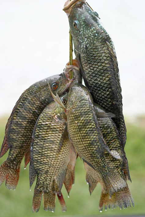 Fresh_tilapia.A fresh water fish that is becoming quite common in the market and restaurants..Easily raised on Fish Farms!! Tilapia Fish Farming, Tilapia Farming, Fish Benefits, Parmesan Crusted Tilapia, Ikan Air Tawar, Crusted Tilapia, Honey Barbecue, Aquaponics System, Fish Farming