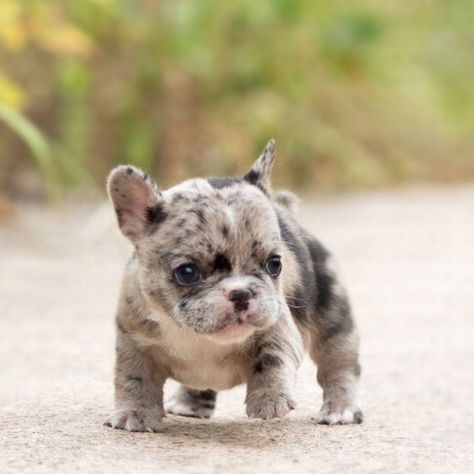 Teacup Pomsky, Frenchie Puppies For Sale, Teacup French Bulldogs, Anjing Bulldog, Mini French Bulldogs, Micro Teacup Puppies, Merle French Bulldog, Teacup Puppy, French Bulldog For Sale