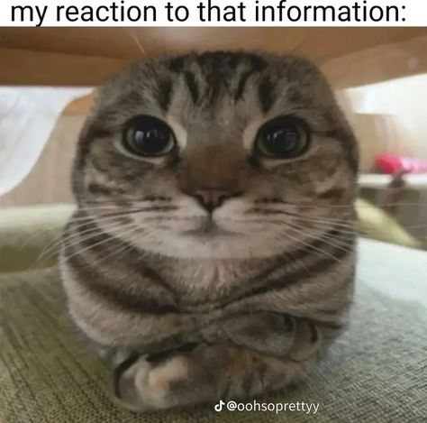 My Reaction, Meaning Of Love, My Cat, Of Love, On Twitter, Twitter