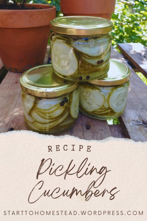 With a tangy vinegar brine, a touch of sweetness, and your choice of spices, these homemade pickles are perfect for sandwiches, snacks, or as a tasty side dish. Whether you're new to pickling or a seasoned pro, this simple method will help you make the most of your cucumber harvest. Cucumber Harvest, Homemade Pickles, Pickled Veggies, Drying Dill, Pickling Cucumbers, Vinegar And Water, Stir Fries, Yummy Sides, Quick Easy Meals