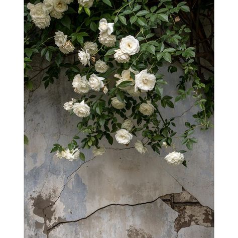 Joanna Maclennan’s photographs are an invitation to celebrate everyday beauty and connect with simple pleasures and moments. These cascading roses against a decaying wall beckon us to pause for a moment – nature reclaims its place against man-made constructions.  ARTIST: Joanna Maclennan   TITLE: Falling Roses  MEDIUM: Digital Archival Print (unframed)  LIMITED EDITION PRINT: Edition of 59. Every print comes with a Certificate of Authenticity signed by the artist.   PRINT SIZE: 30" H x 24" W (76 cm H x 61 cm L)  PRINTING SPECS: Photographs are printed on Papier HFA PhotoRag US 305g (both inks and papers are archival). The paper has a smooth surface with a bit of luster to it (it is not matte).  SHIPPING DETAILS: All photography prints are shipped unframed within one week of your order. Pri Falling Roses, Pearls Photography, Large Photography, Pink Photography, 4 Seasons, Simple Pleasures, Pretty Flowers, Secret Garden, Fine Art Photography