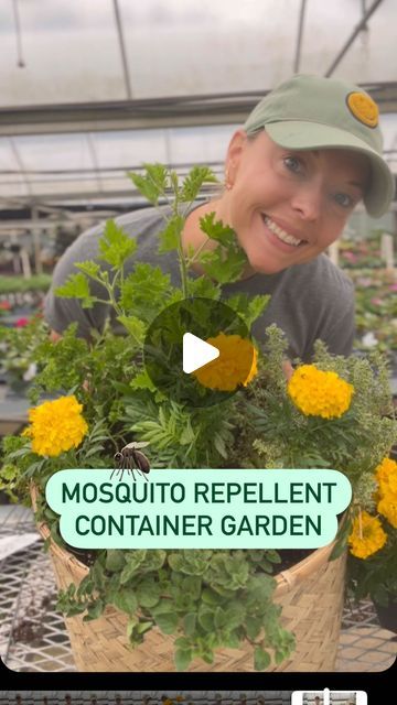 Fairview Garden Center on Instagram: "A mosquito 🦟 repellent container garden that also attracts pollinators. Perfect for a sunny location. This container contains Citronella, Parsley, Variegated Thyme, Oregano and Marigolds.   EDIT: this video is meant to be an example of WHAT to plant. You may choose to gently separate or break up the roots of new plants when installing a container garden. We also recommend a dose of slow release fertilizer once the plants are installed.  These herbs and flowers will prefer direct sunlight. At least 6 to 8 hours of sun.   #mosquitorepellent #mosquitorepellentplants #containergarden #summergarden #summergardening #citronella #herbgarden #parsley #herbs #variegatedthyme #thyme #oregano #pollinatorplants #pollinatorgarden #marigolds" Citronella Planter Ideas, Patio Flower Pots, Netflix Categories, Citronella Plant, Pollinator Plants, Patio Flowers, Mosquito Repelling Plants, Herbs And Flowers, Attract Pollinators