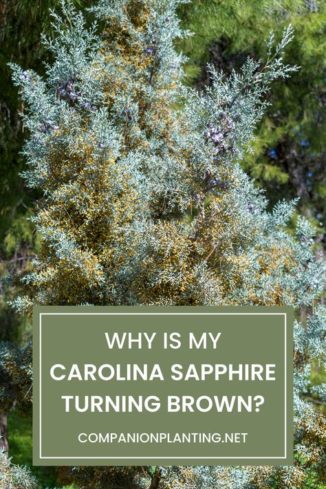 One of the most common problems you may face while growing these trees is your Carolina sapphire cypress turning brown and losing its refreshing visual appeal and richness of its foliage. There are several reasons why Carolina Sapphire Cypress might turn brown, ranging from environmental factors to pests and diseases. In this article, I will discuss some of the most common reasons why Carolina Sapphire Cypress turns brown, as well as the steps you can take to address the issue. Carolina Cypress Tree, Carolina Sapphire Cypress Landscaping, Carolina Sapphire Cypress, Screen Plants, Spruce Tree, Blue Spruce, Carolina Beach, Cypress Trees, Environmental Factors