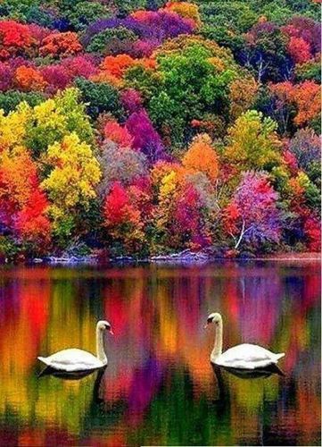 Matka Natura, Wallpaper Cantik, इंस्टाग्राम लोगो, Alam Yang Indah, Alam Semula Jadi, Swans, Beautiful Tree, Pretty Places, Amazing Nature