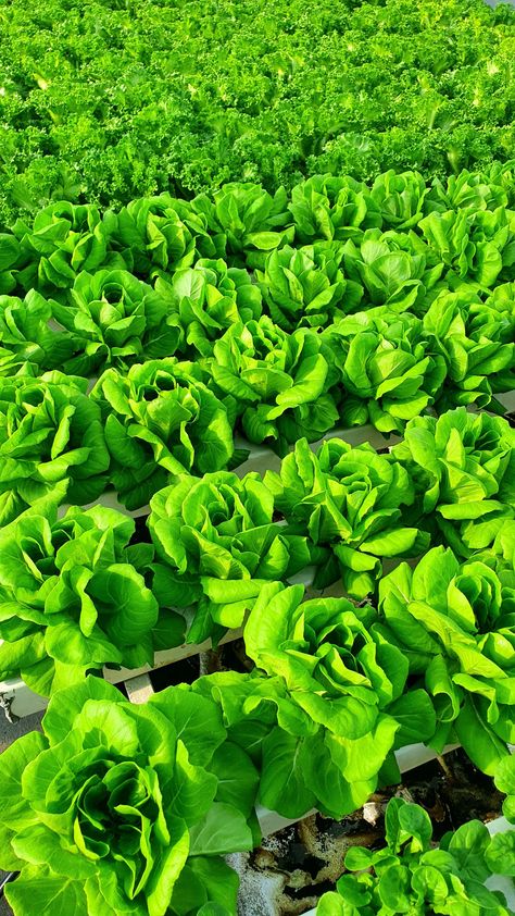 Lettuce Farm, Houses Exterior, Seed Starter Kit, Garden Fun, Seed Starter, Dream Houses, Dream House Exterior, Hydroponics, Healthy Foods