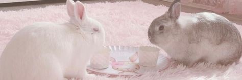 Coquette Yt Banner, Pink Coquette Twitter Header, Bunny Discord Banner, Pink Bunny Header, Coquette Banner Discord, Twitter Banner Pink, Coquette Discord Banner, Pink Coquette Banner, Pastel Pink Banner