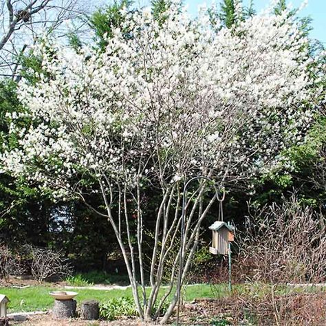 Autumn-Brilliance-Serviceberry-Spring Serviceberry Autumn Brilliance, Autumn Brilliance Serviceberry, Autumn Brilliance Serviceberry Tree, Service Berry Tree, Foundation Plants, Tree Transplanting, Garden Front Of House, Shade Landscaping, Backyard Plan