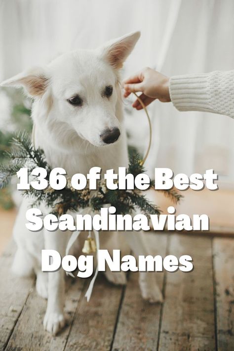 Find a unique name for your pup and match their personality. Our list of 136 scandinavian dog names are top picks from 2022. Give your pup the name they deserve! Viking Dog Names, Cool Dog Names Boys, White Dog Names, German Dog Names, Nordic Names, Ikea Dog, Top Dog Names, Dogs Names List, Dog Name Ideas